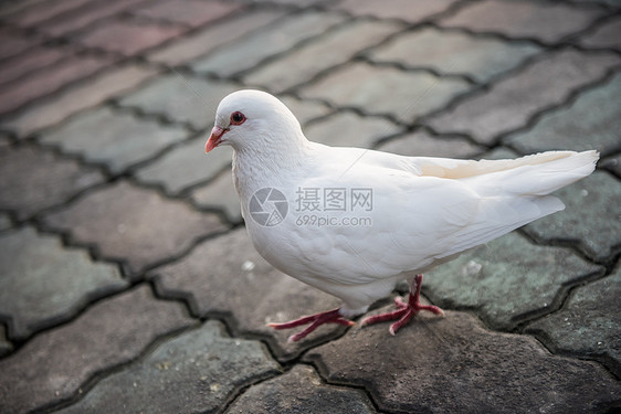 鸽子图片