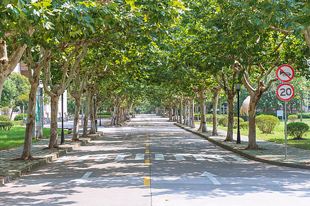 大学林荫道路背景图片