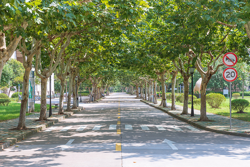 大学林荫道路图片