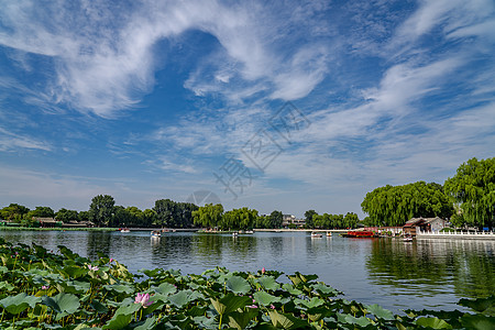 荷花船什刹海前海荷花池塘背景