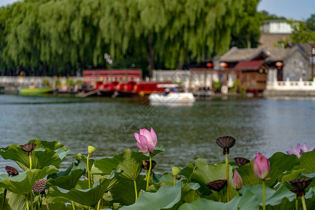 荷花船什刹海前海荷花池塘背景