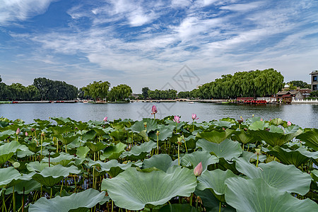 北京天坛什刹海-前海荷花池塘背景