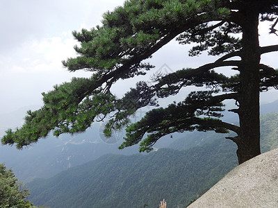 天柱山风光天柱松风姿媲美黄山松图片