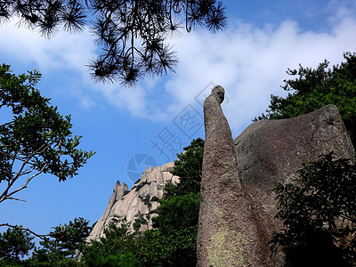 黄山毛尖天柱山风光象鼻石背景