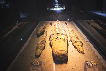 博物馆陈列埃及鳄鱼木乃伊背景