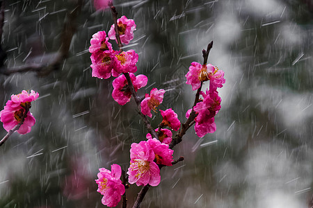 雨中桃花春天立春公园桃花清新烂漫背景