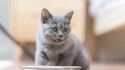 蓝猫宠物背景图片