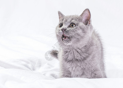 蓝猫宠物动物喵高清图片