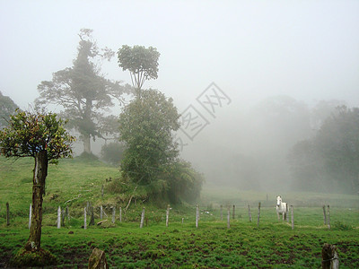 哥斯达黎加风光晨雾白马背景