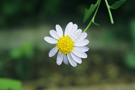 小雏菊花朵背景图片