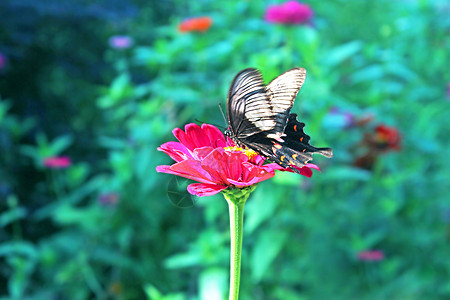 花朵和蝴蝶背景图片