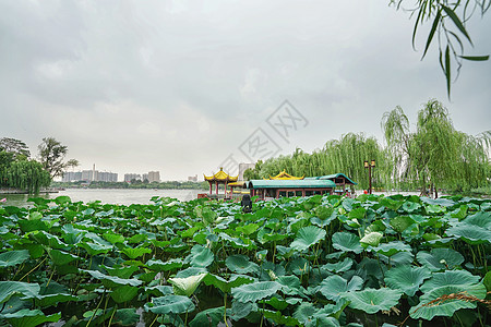 济南大明湖风景区背景