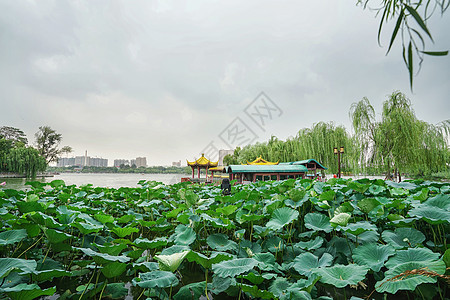 济南大明湖风景区背景图片