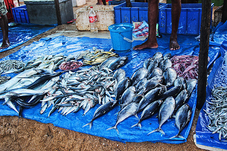 斯里兰卡海鲜市场鱼肉高清图片素材