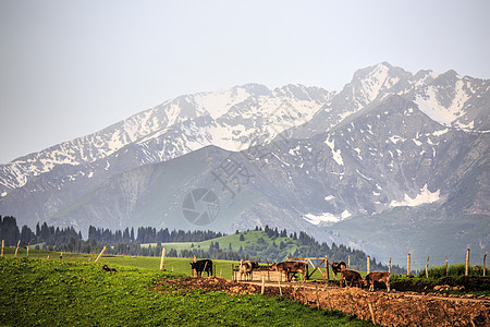 天山牧场新疆天山琼库什台草原背景