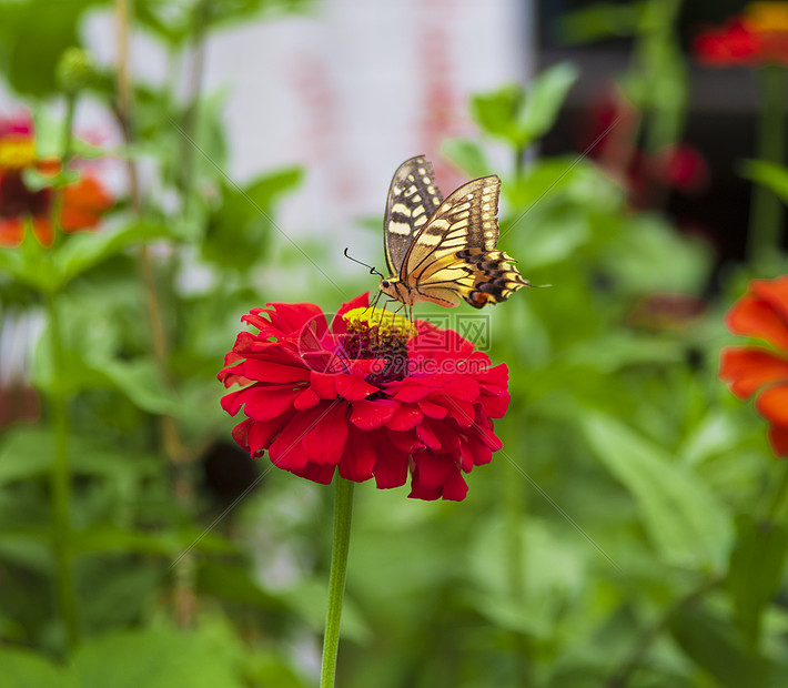 蝶恋花图片素材_免费下载_jpg图片格式_vrf高清图片