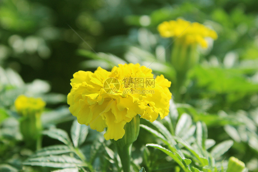黄色的康乃馨花图片