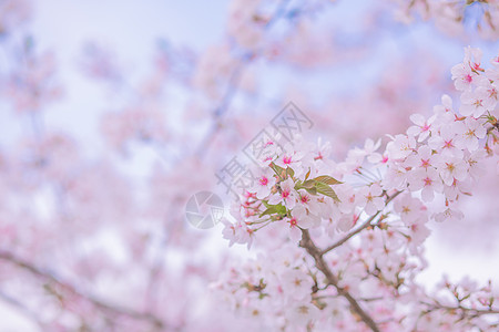 浪漫樱花树樱花背景