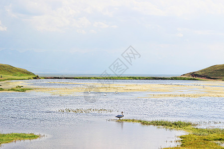 巴音布鲁克天鹅湖新疆巴音布鲁克草原天鹅湖背景