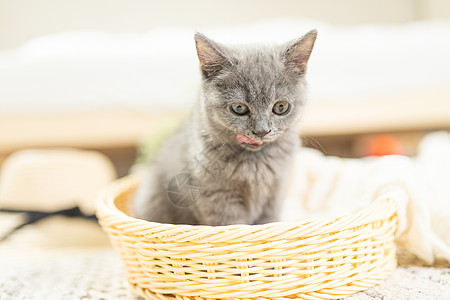 篮子里的小猫背景图片