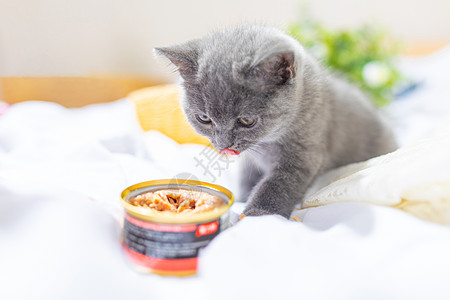 吃食物的小猫背景图片