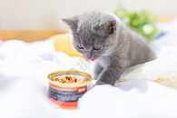 吃食物的小猫图片