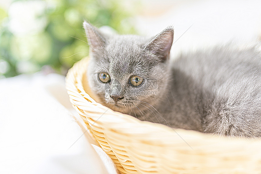 篮子里的小猫图片