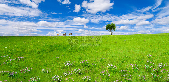 草原上奔驰的马匹图片