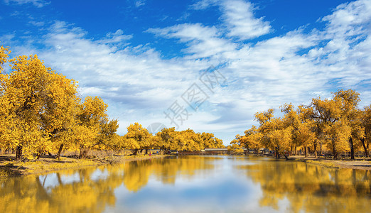 活力大河边上的胡杨林背景