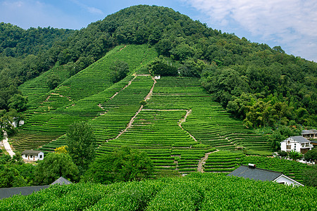 龙井茶山浙江杭州西湖龙井村背景