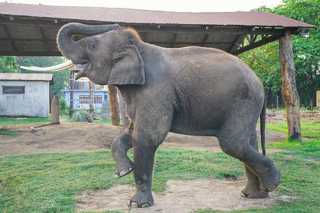 冒血旺尼泊尔奇特旺国家公园大象背景