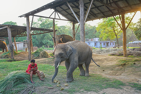 尼泊尔奇特旺国家公园大象图片