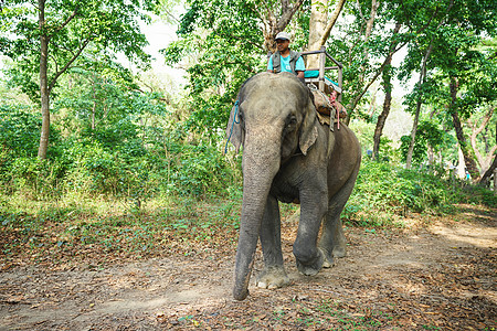 尼泊尔奇特旺国家公园大象高清图片