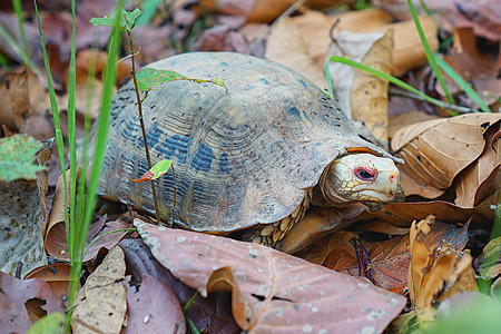 尼泊尔奇特旺国家公园野生动物乌龟图片