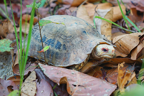 尼泊尔奇特旺国家公园野生动物乌龟图片