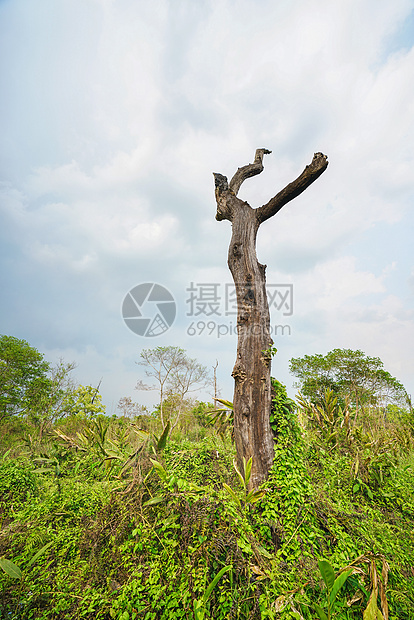 尼泊尔热带雨林奇特旺国家公园图片