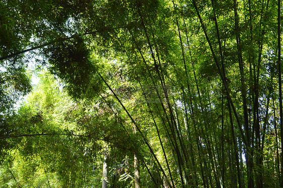 福建武夷山风景区风光图片