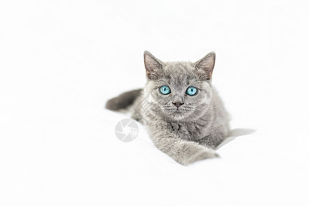 蓝眼睛小猫白色的猫高清图片