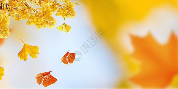 秋天背景秋天的落叶季节高清图片