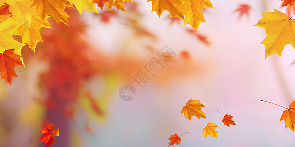 金黄的秋天秋天背景设计图片