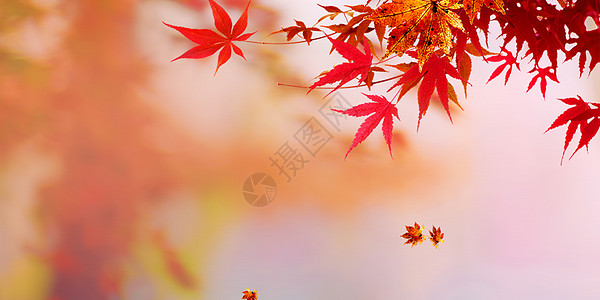 金黄的秋天秋天红枫叶背景设计图片