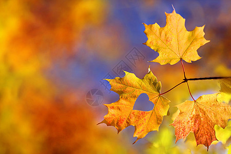 秋天的枫树叶子图片