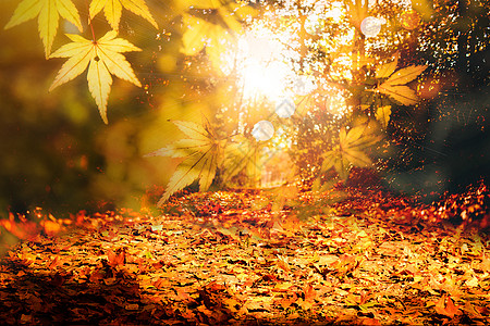 秋季枫叶林梧桐叶光斑高清图片
