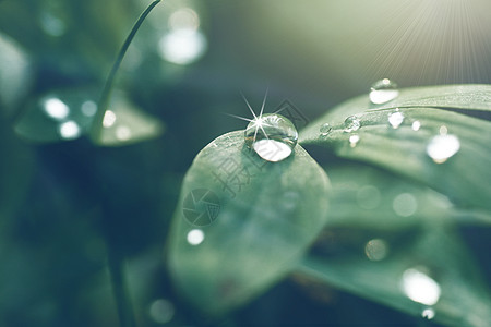 雨特写白露设计图片