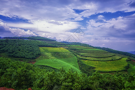 夏至乡村田野图片