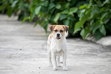 农村土狗中华田园犬高清图片