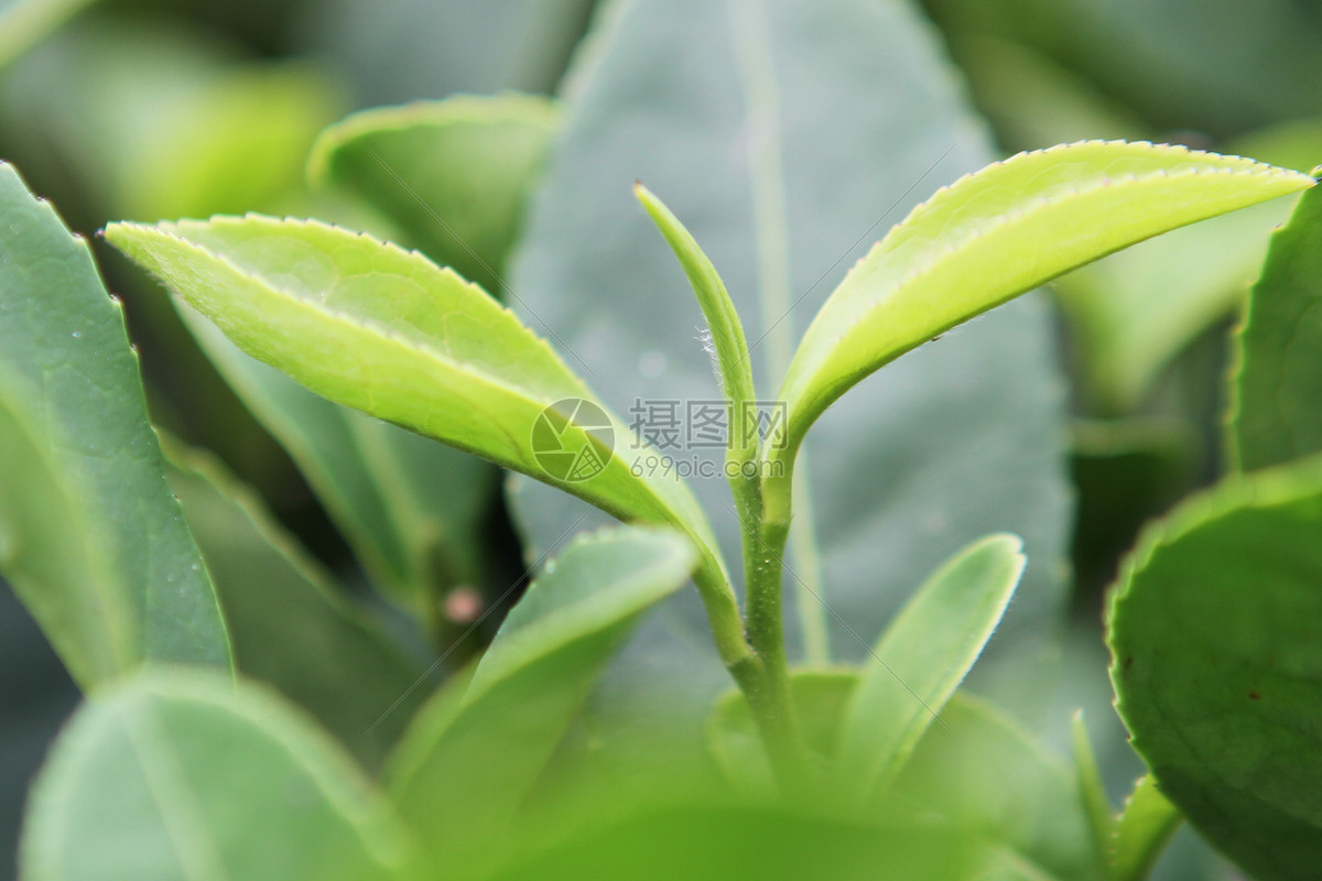 白茶茶饼的功效与作用_功