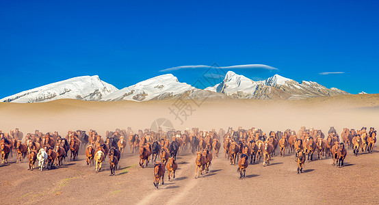 一大群马雪山下奔跑的马群背景