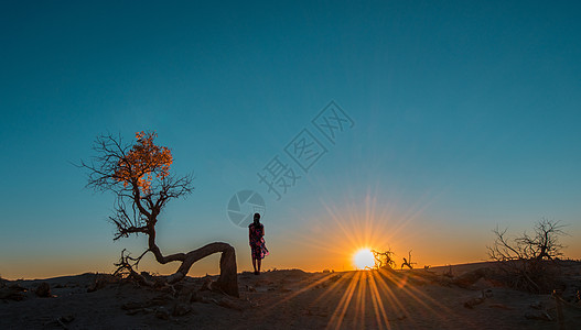 夕阳西下胡杨林背景