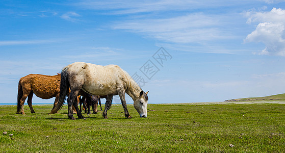 草原上吃草的马背景